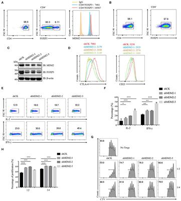 Mouse Double Minute 2 Homolog-Mediated Ubiquitination Facilitates Forkhead Box P3 Stability and Positively Modulates Human Regulatory T Cell Function